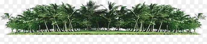 椰树美景树林环保