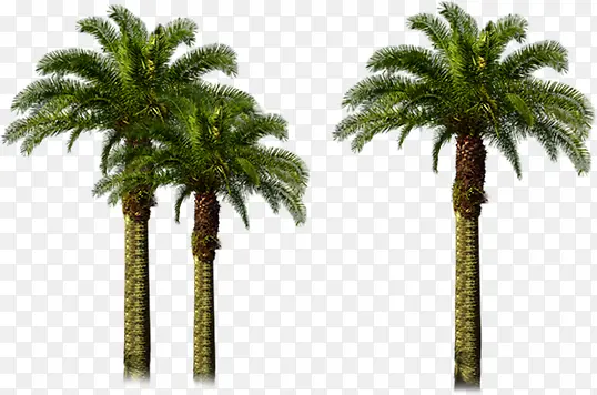 高大椰树美景场景
