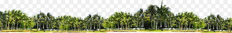 夏季椰树丛林