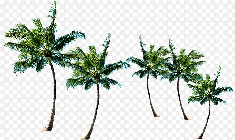 五个椰树一排