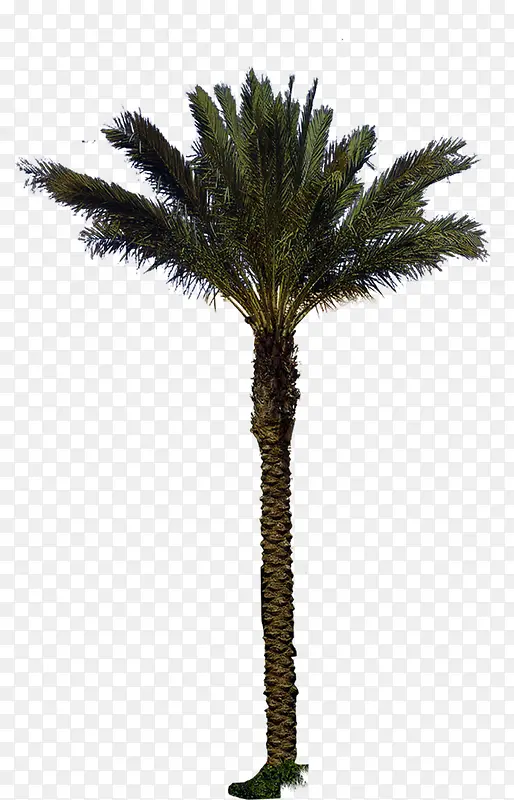 椰树高大美景植物