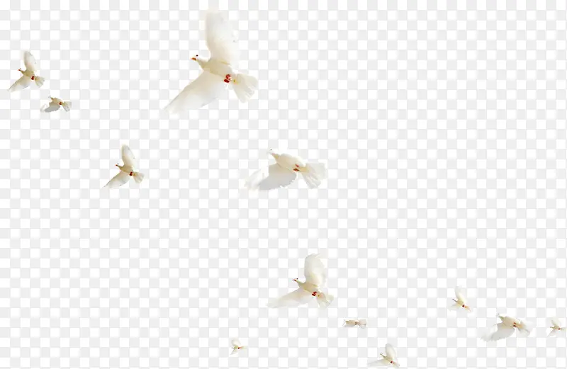 白色和平鸽禽类纷飞