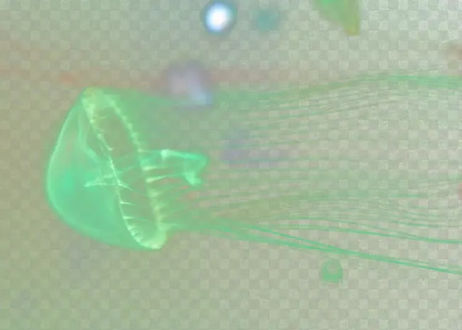 水母