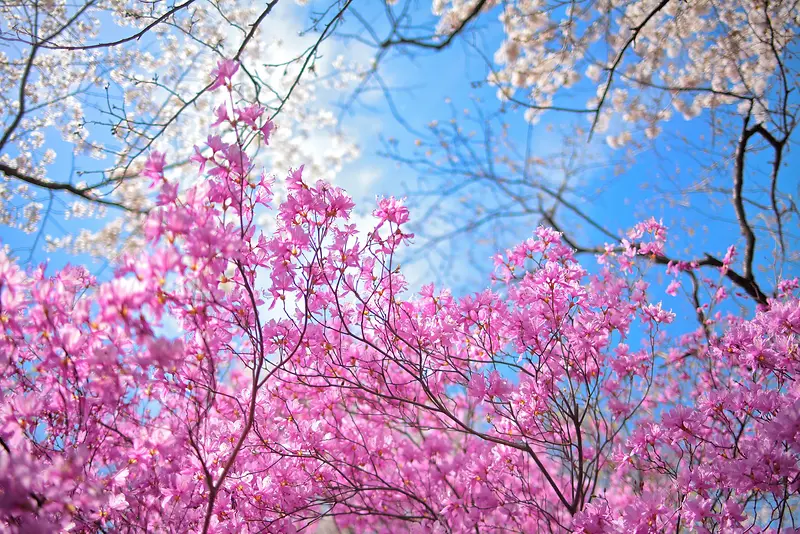 粉色树枝春季海报背景