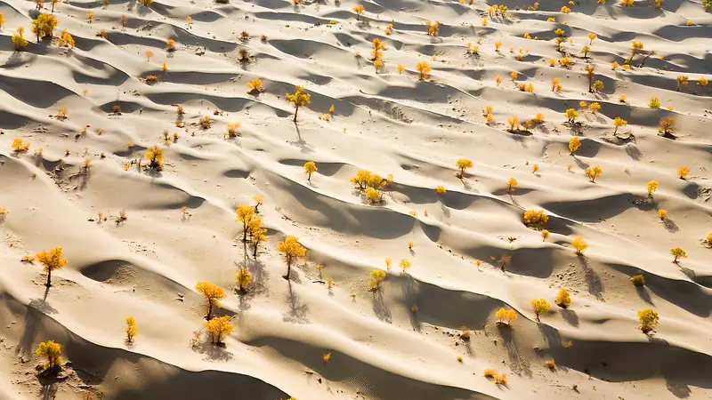 阳光下的沙漠小黄花