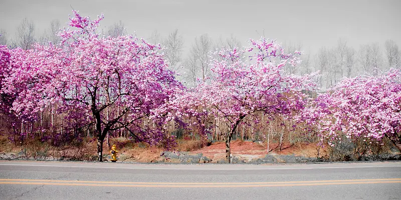粉色花朵宁静公路