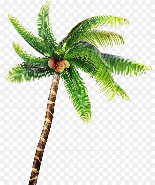 夏日绿色的椰子树