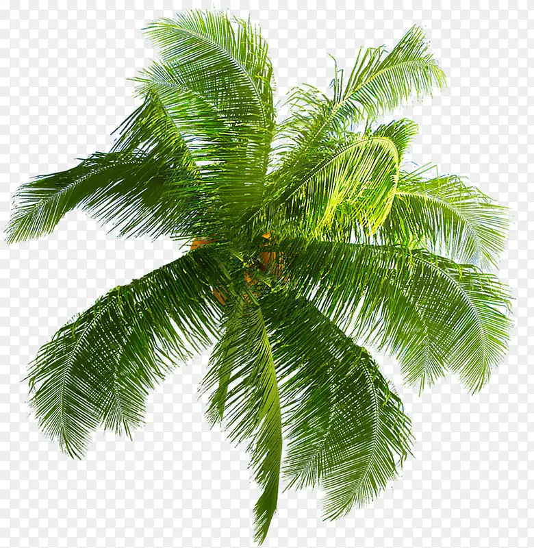 一棵向阳椰子树