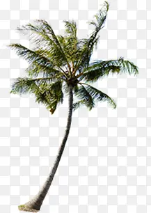 狂风中的椰子树