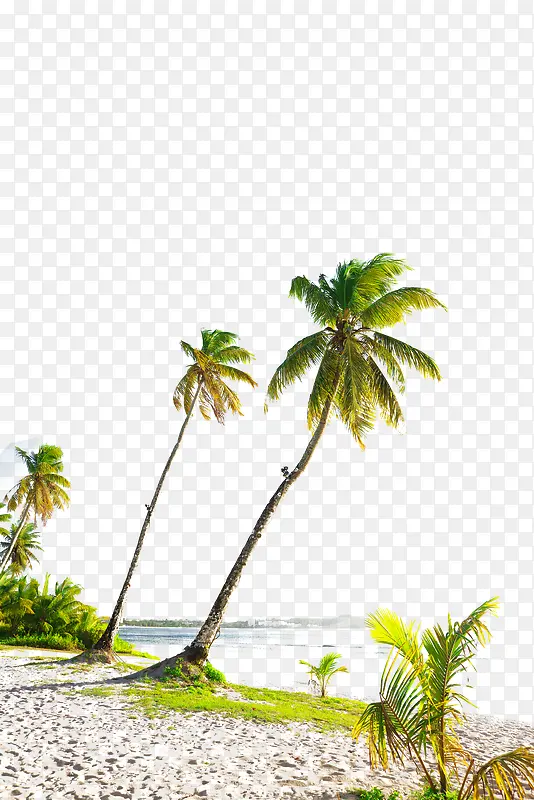 热带椰子树海滩风景