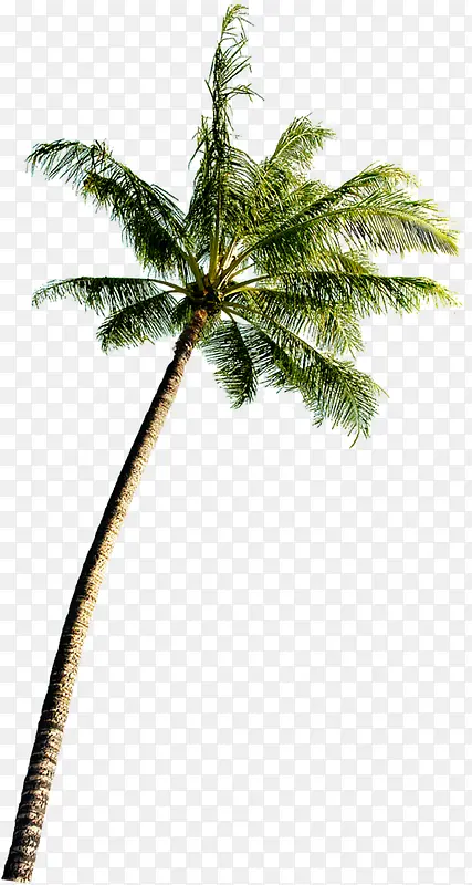 夏日海报活动促销植物椰子树