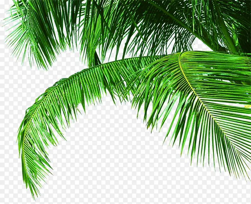 伸展的椰子树叶