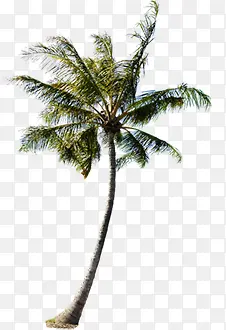 沙滩边的椰子树