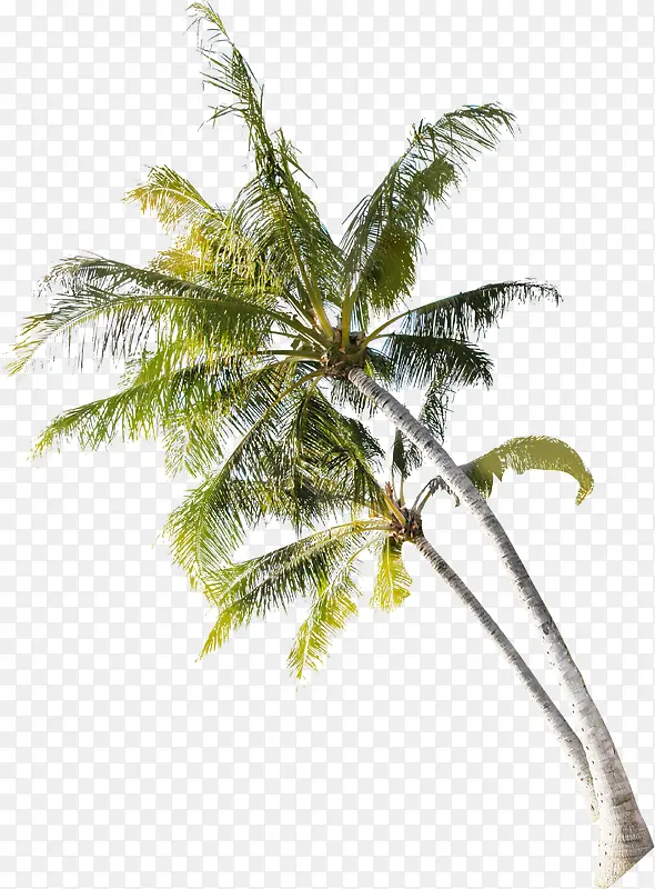摇曳的椰子树夏天