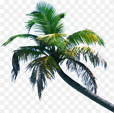 高大椰子树实拍