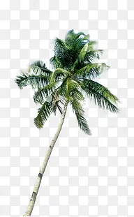 夏日海报摄影椰子树