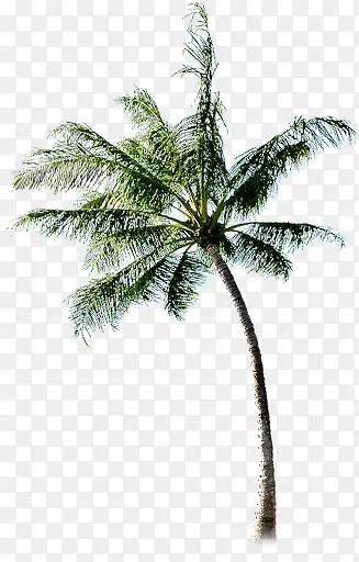 夏日海报手绘椰子树植物