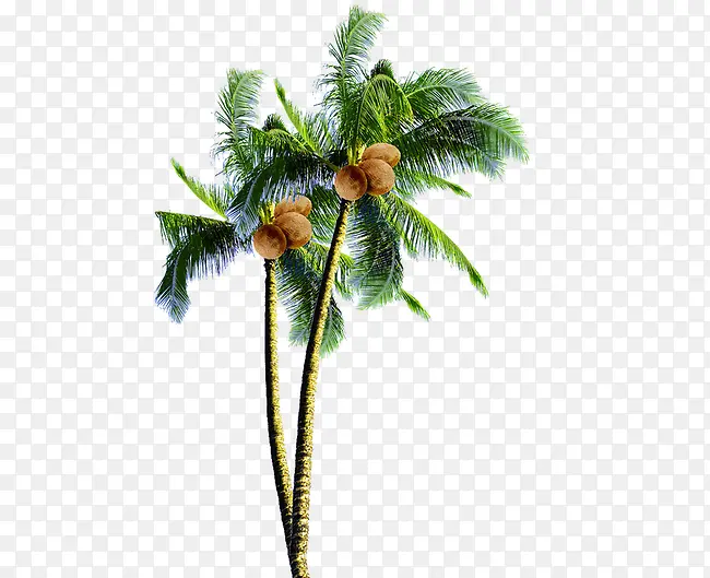椰子树装饰