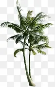 绿色白底椰子树