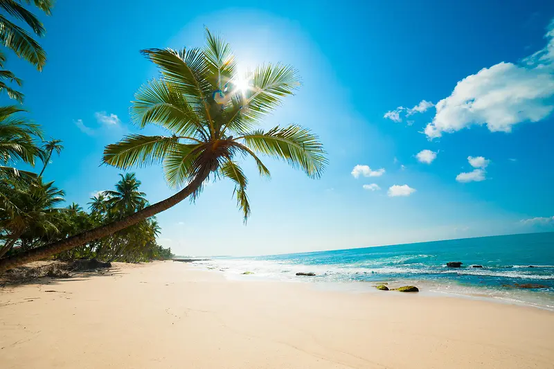 热带沙滩海洋椰子树