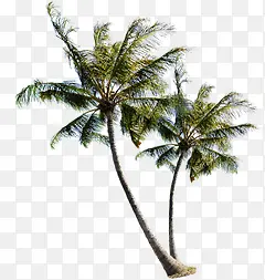 夏日海报树木椰子树