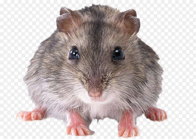 灰色豚鼠