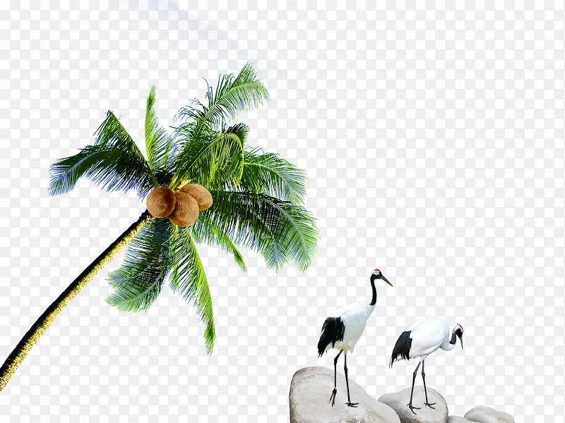 椰子树 鸟