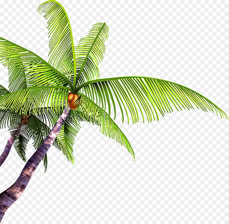 夏日植物海报活动椰子树
