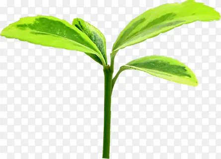 绿色踏青发芽生长植物