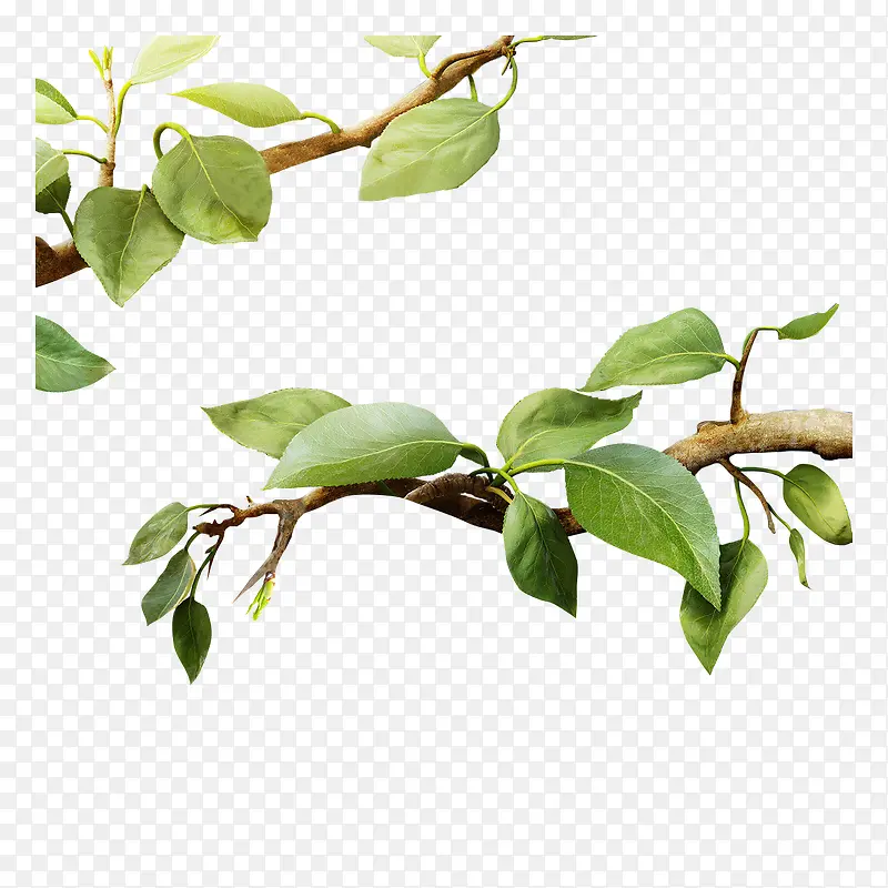 绿色的植物素材PNG图片素材下载_图片编号ygewvowr-免抠素材网
