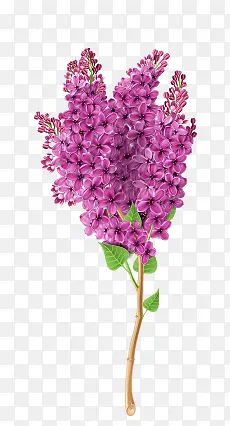 紫色小花素材