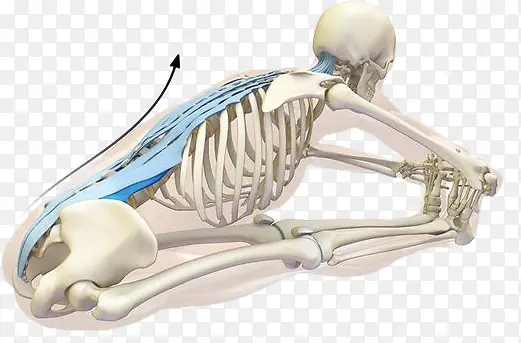 瑜伽骨骼姿势图