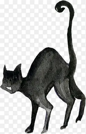 万圣节水彩手绘黑猫