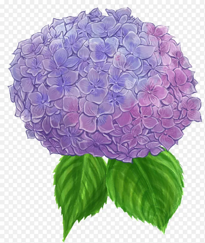 手绘紫色球花背景