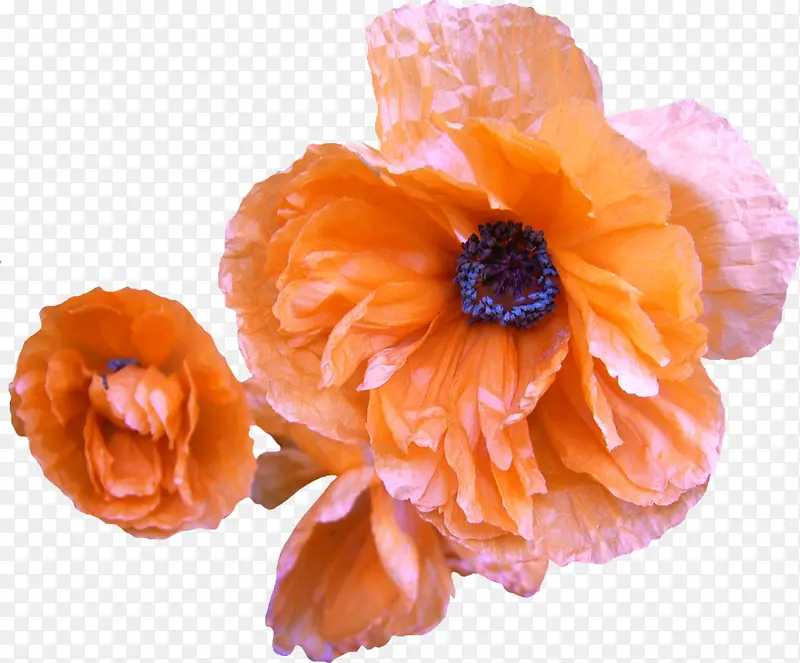 橘黄色花卉素材图片