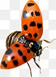 可爱野外昆虫造型瓢虫