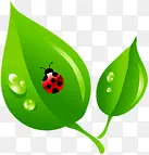 绿色卡通露珠瓢虫植物