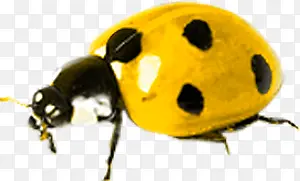 飞虫