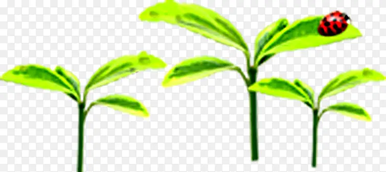 绿色自然发芽植物瓢虫