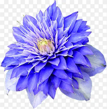 紫色炫彩花朵装饰
