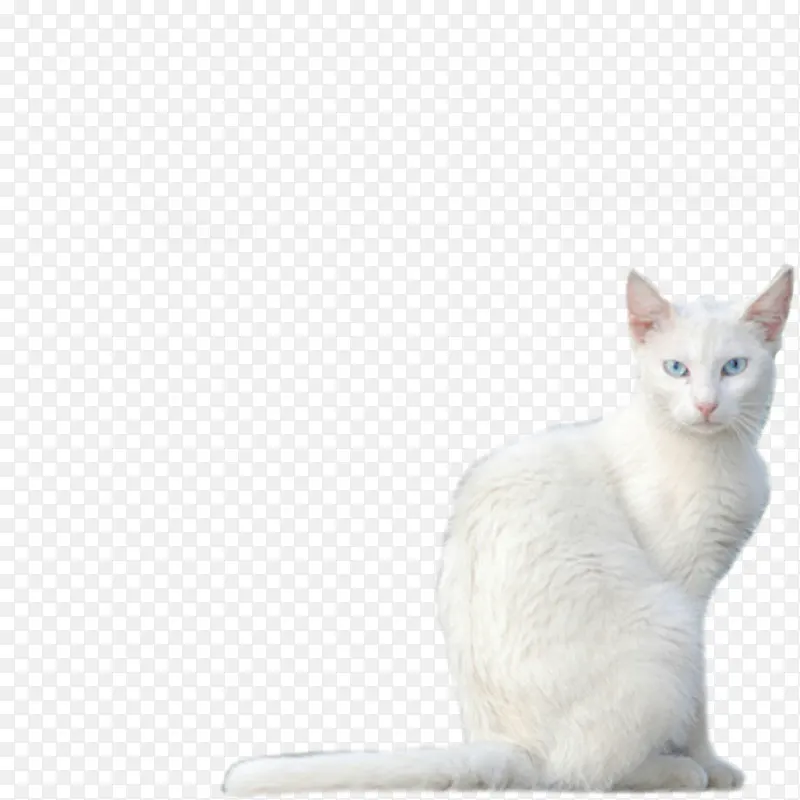 白色的猫png素材