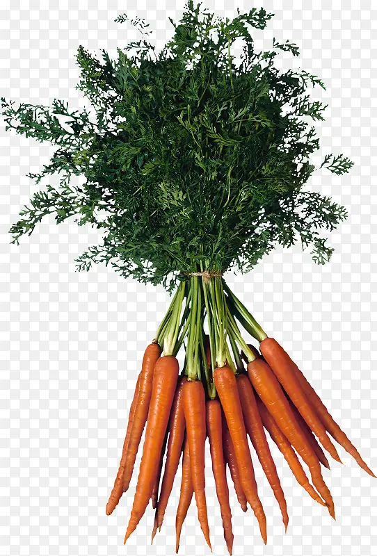 绿色营养的胡萝卜