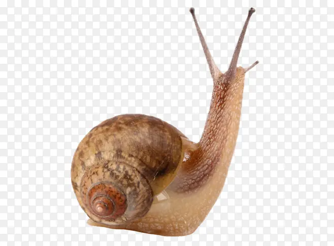高清摄影褐色的小蜗牛