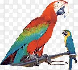 彩色可爱炫彩鹦鹉鸟儿