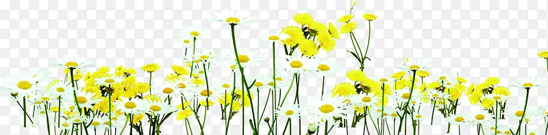 手绘黄色小花植物唯美