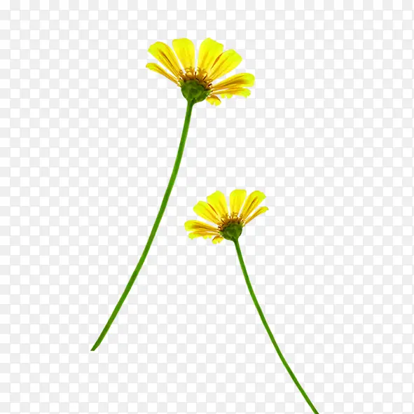 黄色小太阳花