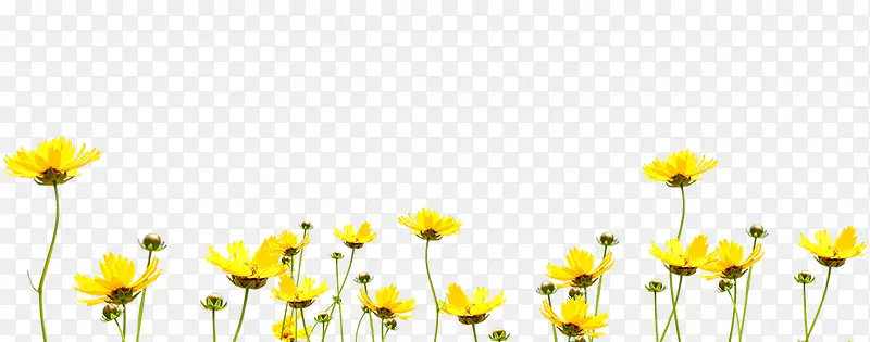 一片黄色的花