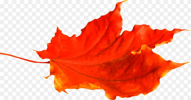 红色叶子一片叶子装饰