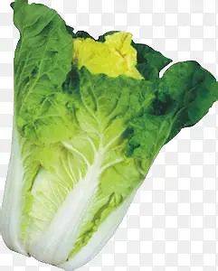 白菜蔬菜青菜