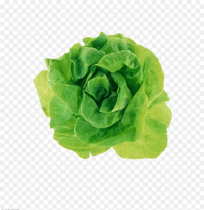 绿色白菜